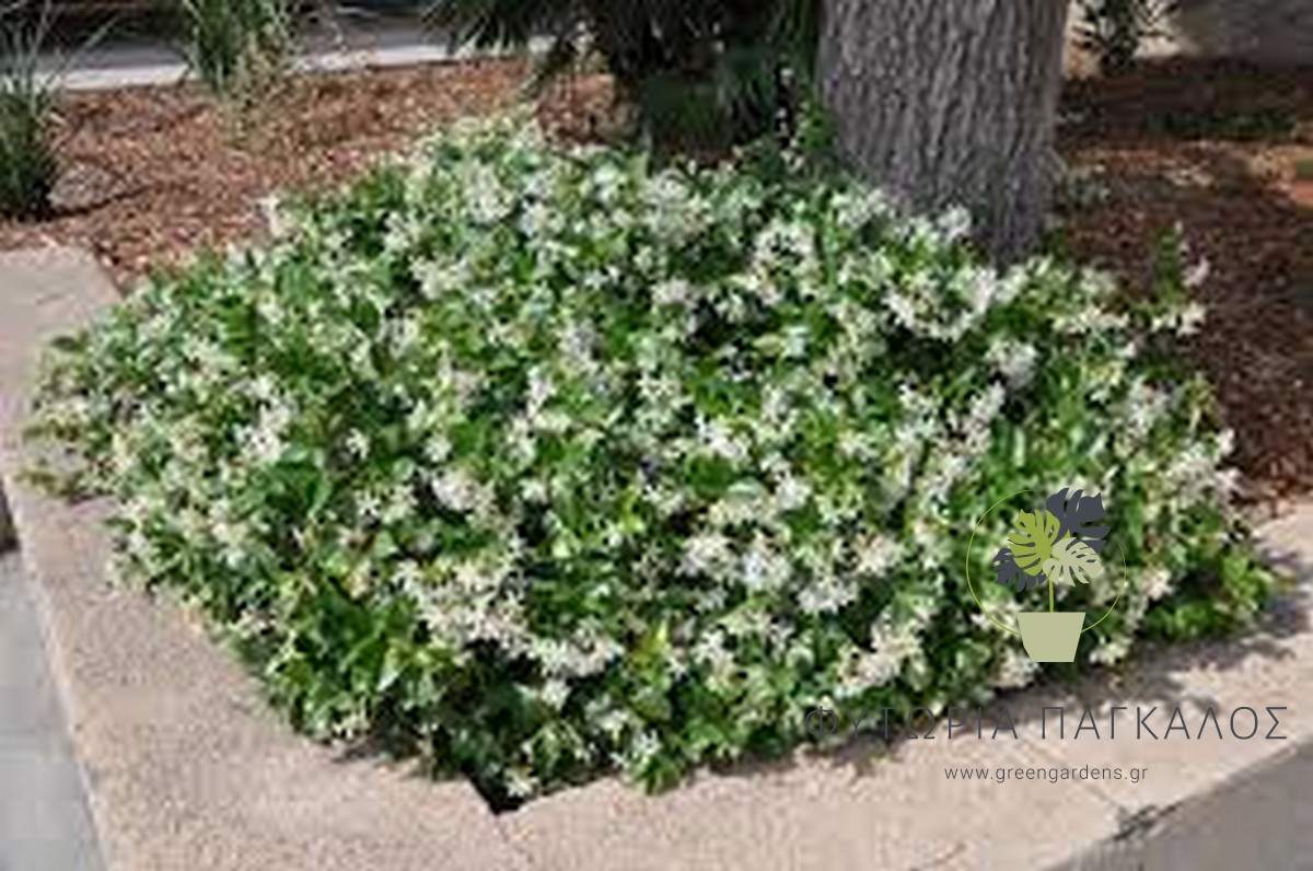 Ρυγχόσπερμα (Trachelospermum jasminoides) – Αναρριχώμενο με Άρωμα - 3